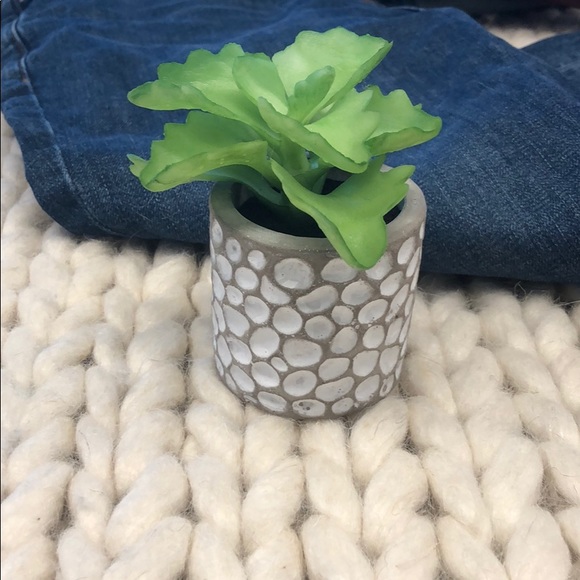 Other - Tiny succulent
